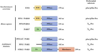 A Redox-Sensitive Cysteine Is Required for PIN1At Function